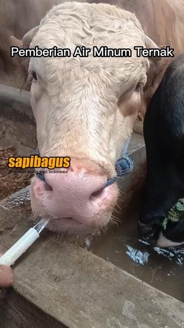Air-Minum-Ternak-Sapi